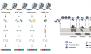 تقنيات دراسة الاماكن المفتوحة في الجينوم (تنميط اتاحة الكروماتين)