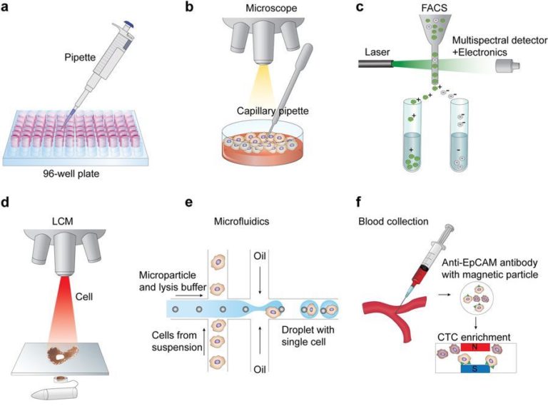 مدخل الى مجال تحليل الخلايا المفردة Singcell sequencing (الجزء الاول
